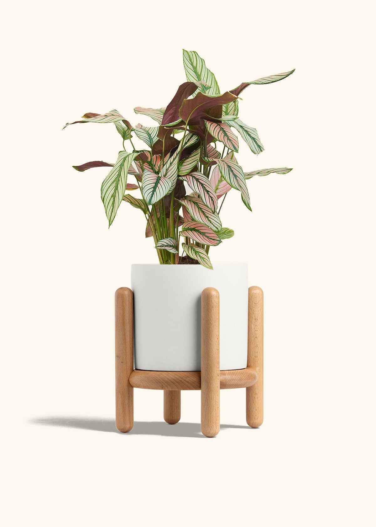 Calathea White Star in a 6 inches White Classic Cylinder Planter in a Beech Wood Stand