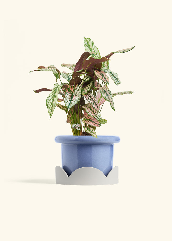 Calathea White Star in a 6 inches Fat Lip Blue Planter in a Oat Petal Drip Tray