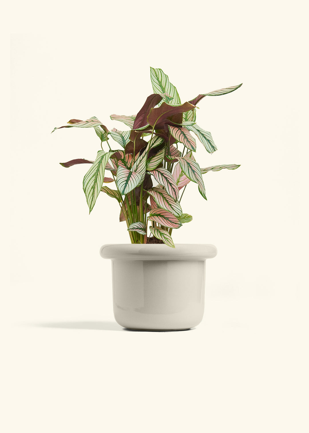 Calathea White Star in a 6 inches Fat Lip Oat Planter 