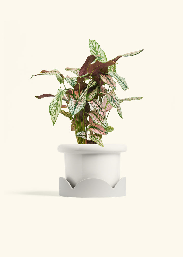Calathea White Star in a 6 inches Fat Lip White Planter in a Oat Petal Drip Tray