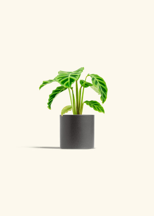 Zebra Calathea in a 4 inches Charcoal Classic Cylinder Planter 