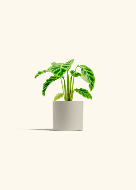 Zebra Calathea in a 4 inches Oat Classic Cylinder Planter 