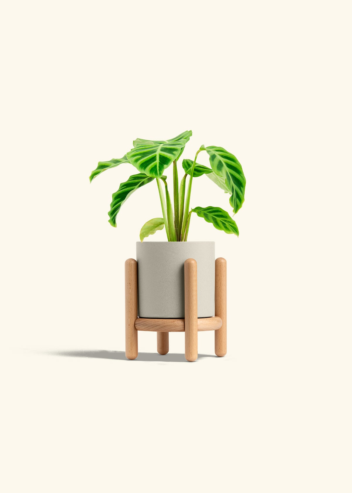 Zebra Calathea in a 4 inches Oat Classic Cylinder Planter in a Beech Wood Stand