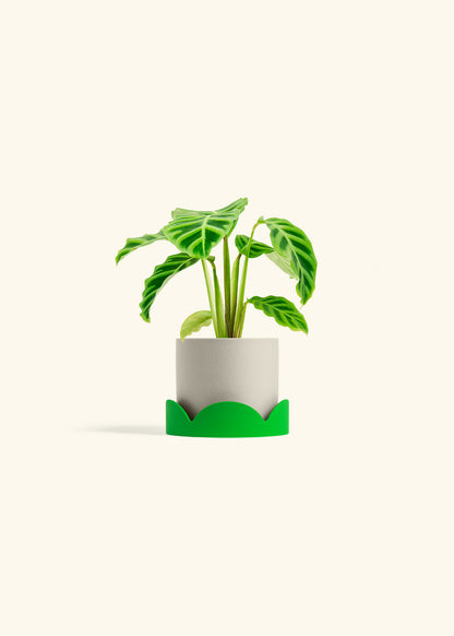 Zebra Calathea in a 4 inches Charcoal Classic Cylinder Planter in a Beech Wood Stand