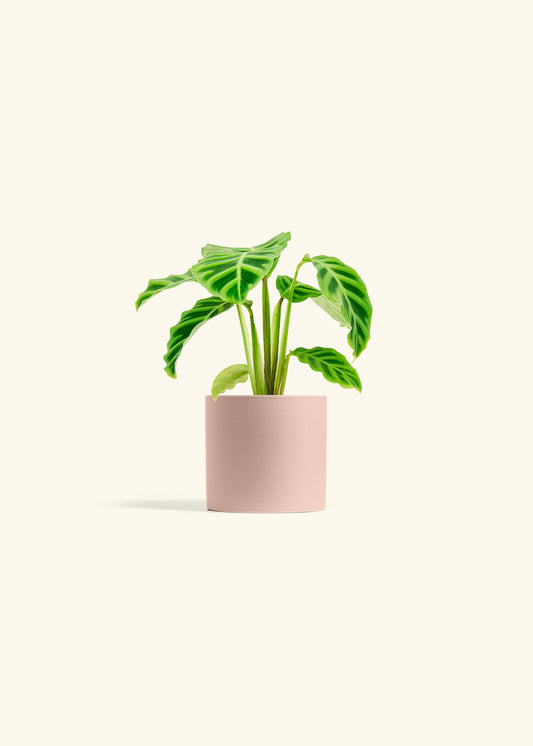 Zebra Calathea in a 4 inches Pink Classic Cylinder Planter 