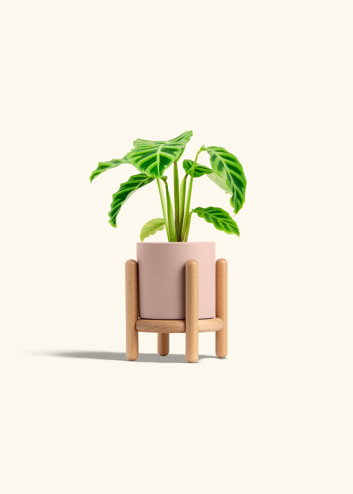 Zebra Calathea in a 4 inches Pink Classic Cylinder Planter in a Beech Wood Stand