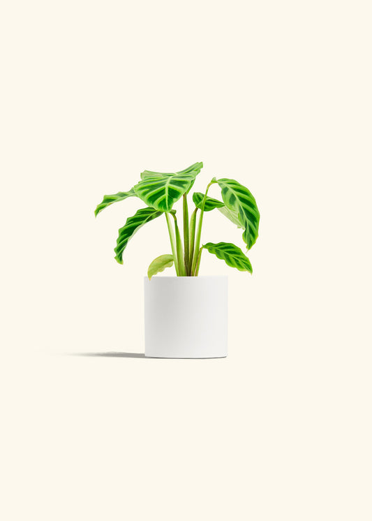 Zebra Calathea in a 4 inches White Classic Cylinder Planter 