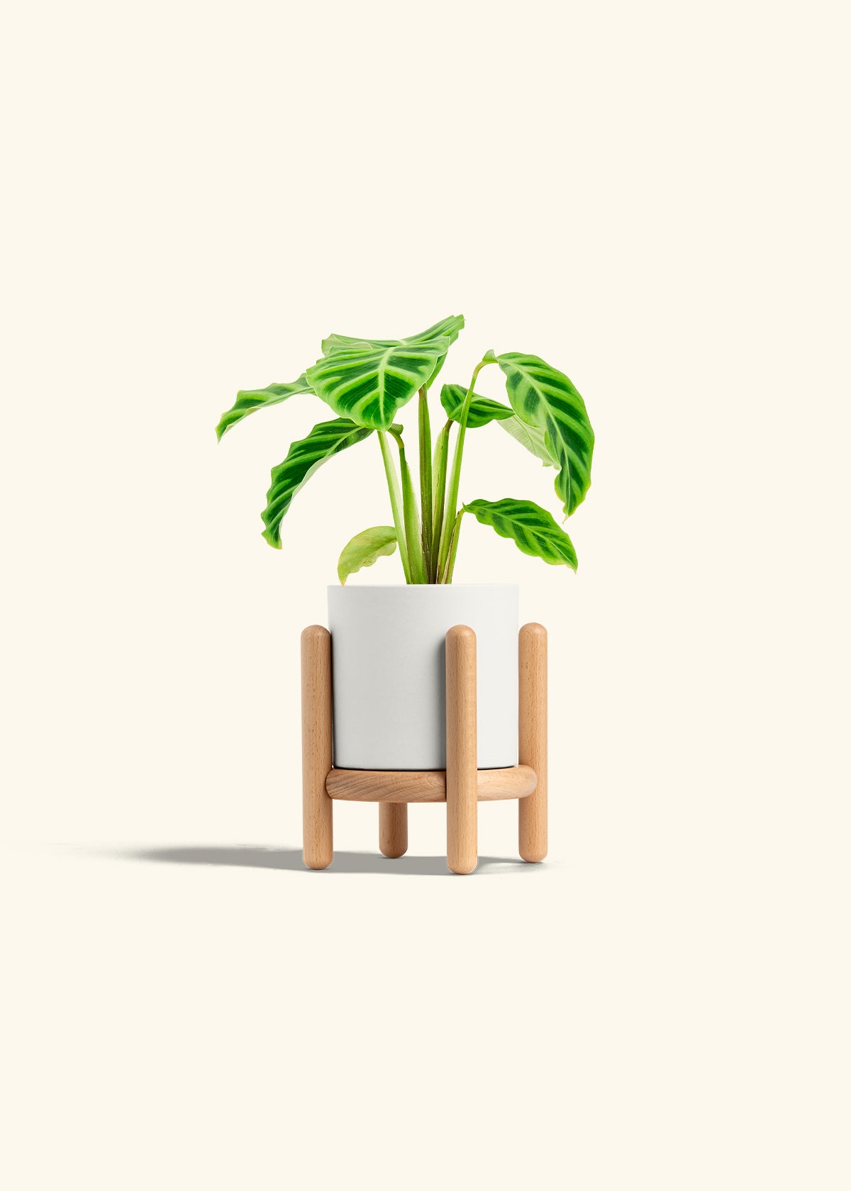 Zebra Calathea in a 4 inches White Classic Cylinder Planter in a Beech Wood Stand