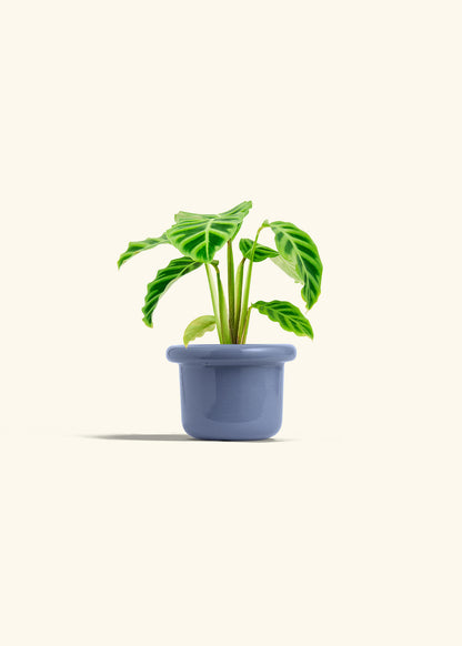 Zebra Calathea in a 4 inches Fat Lip Blue Planter 