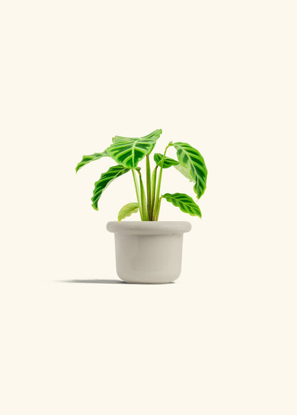 Zebra Calathea in a 4 inches Fat Lip Oat Planter 