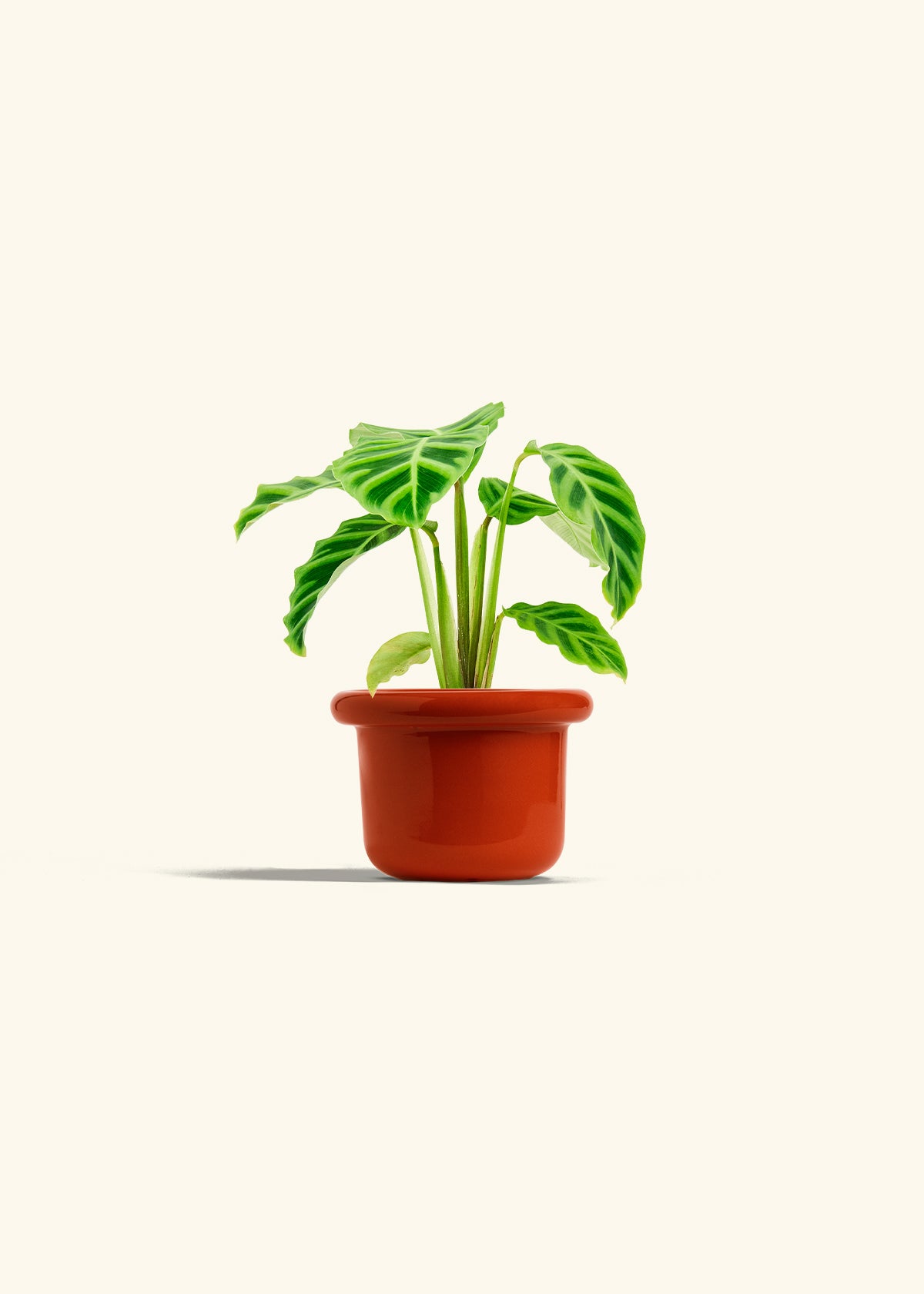 Zebra Calathea in a 4 inches Fat Lip Red Planter 