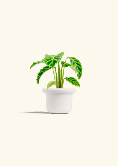 Zebra Calathea in a 4 inches Fat Lip White Planter 