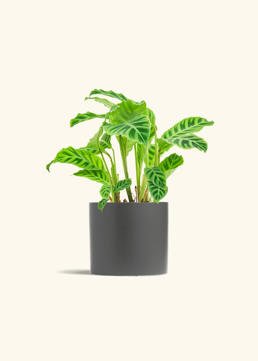 Zebra Calathea in a 6 inches White Classic Cylinder Planter 