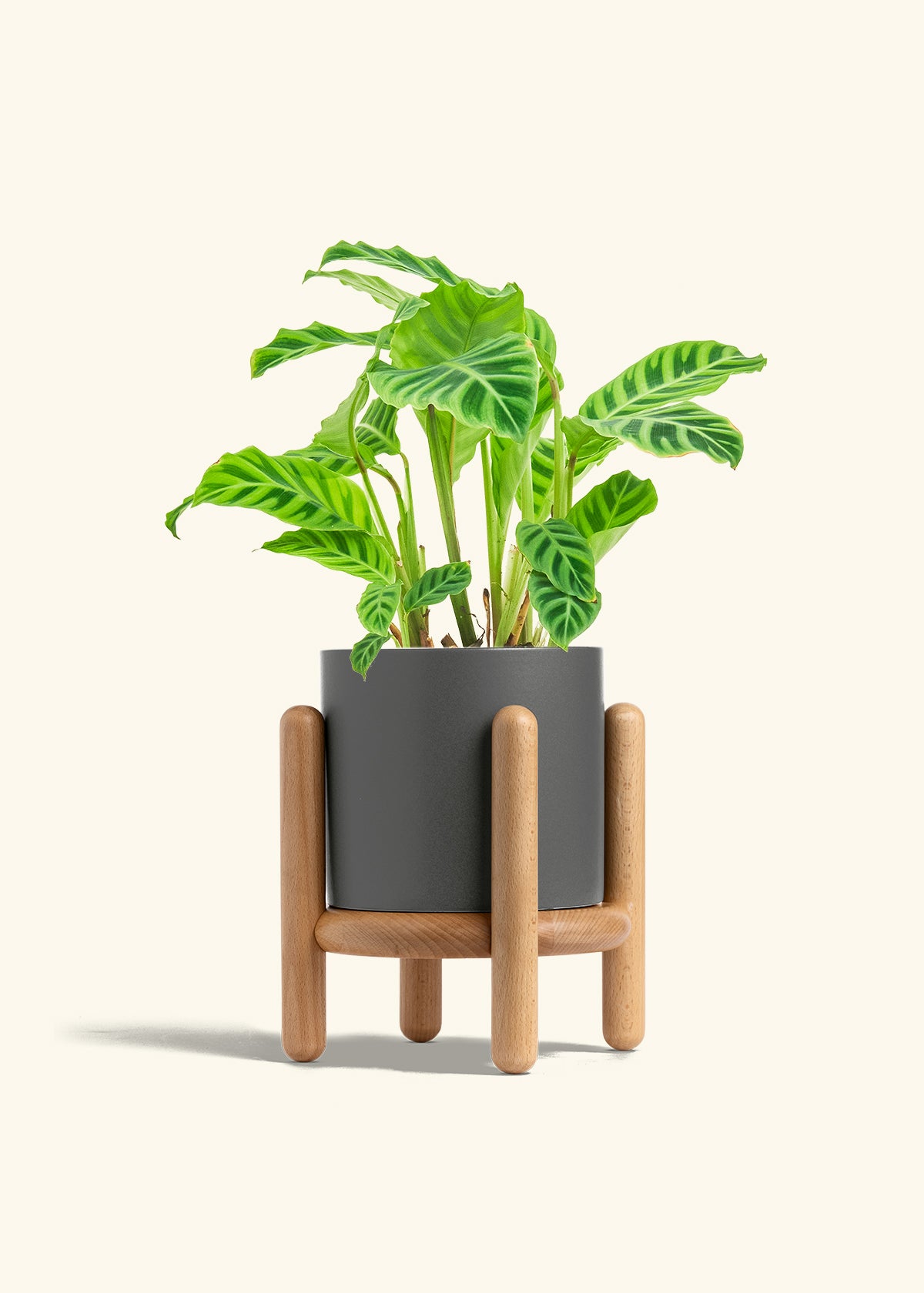 Zebra Calathea in a 6 inches White Classic Cylinder Planter in a Beech Wood Stand