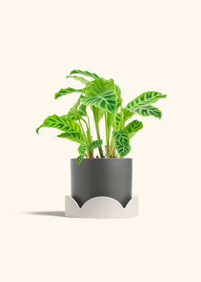 Zebra Calathea in a 6 inches White Classic Cylinder Planter in a Oat Petal Drip Tray