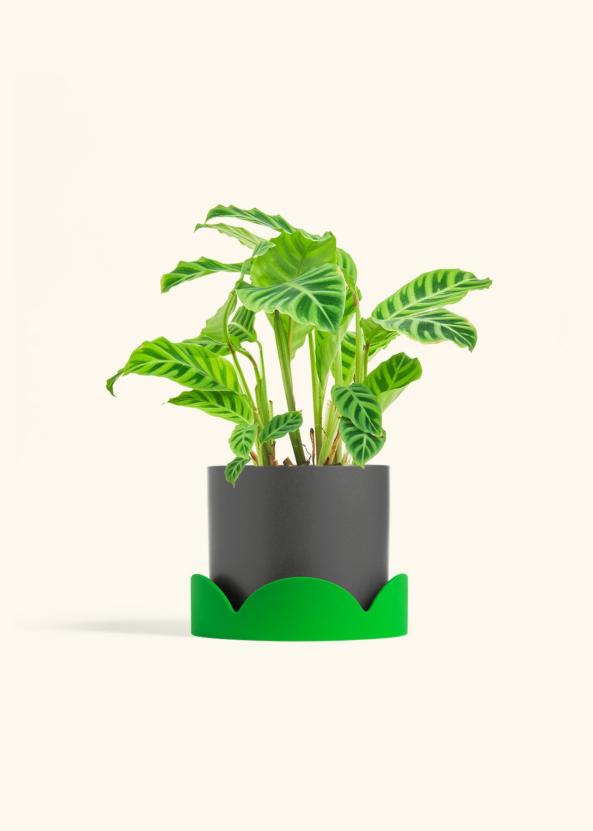 Zebra Calathea in a 6 inches White Classic Cylinder Planter in a Shamrock Petal Drip Tray