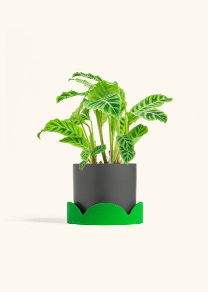 Zebra Calathea in a 6 inches White Classic Cylinder Planter in a Shamrock Petal Drip Tray