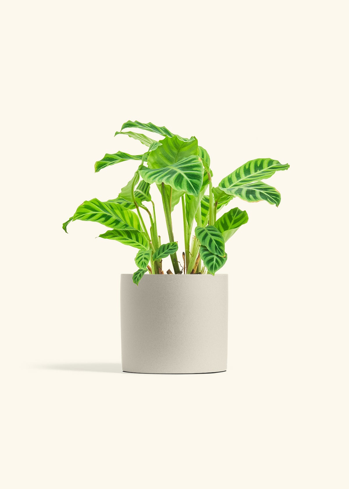 Zebra Calathea in a 6 inches Pink Classic Cylinder Planter 