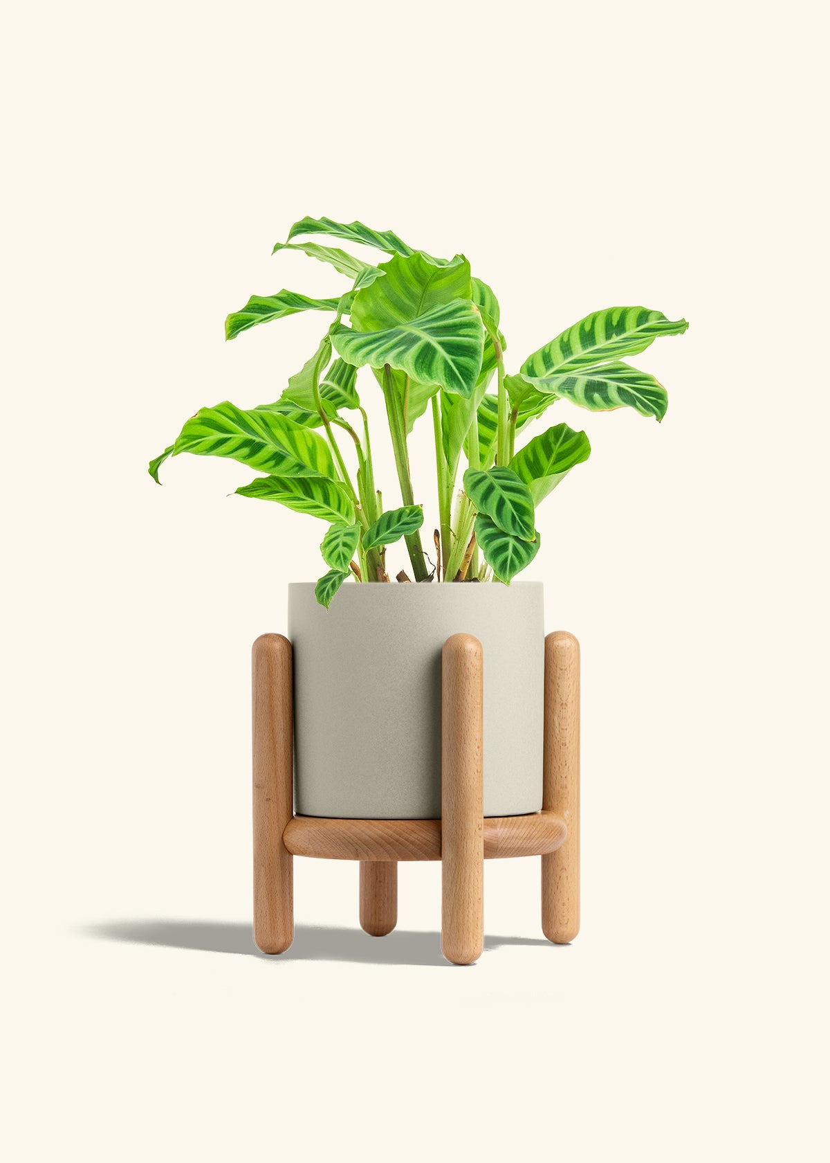 Zebra Calathea in a 6 inches Pink Classic Cylinder Planter in a Shamrock Petal Drip Tray