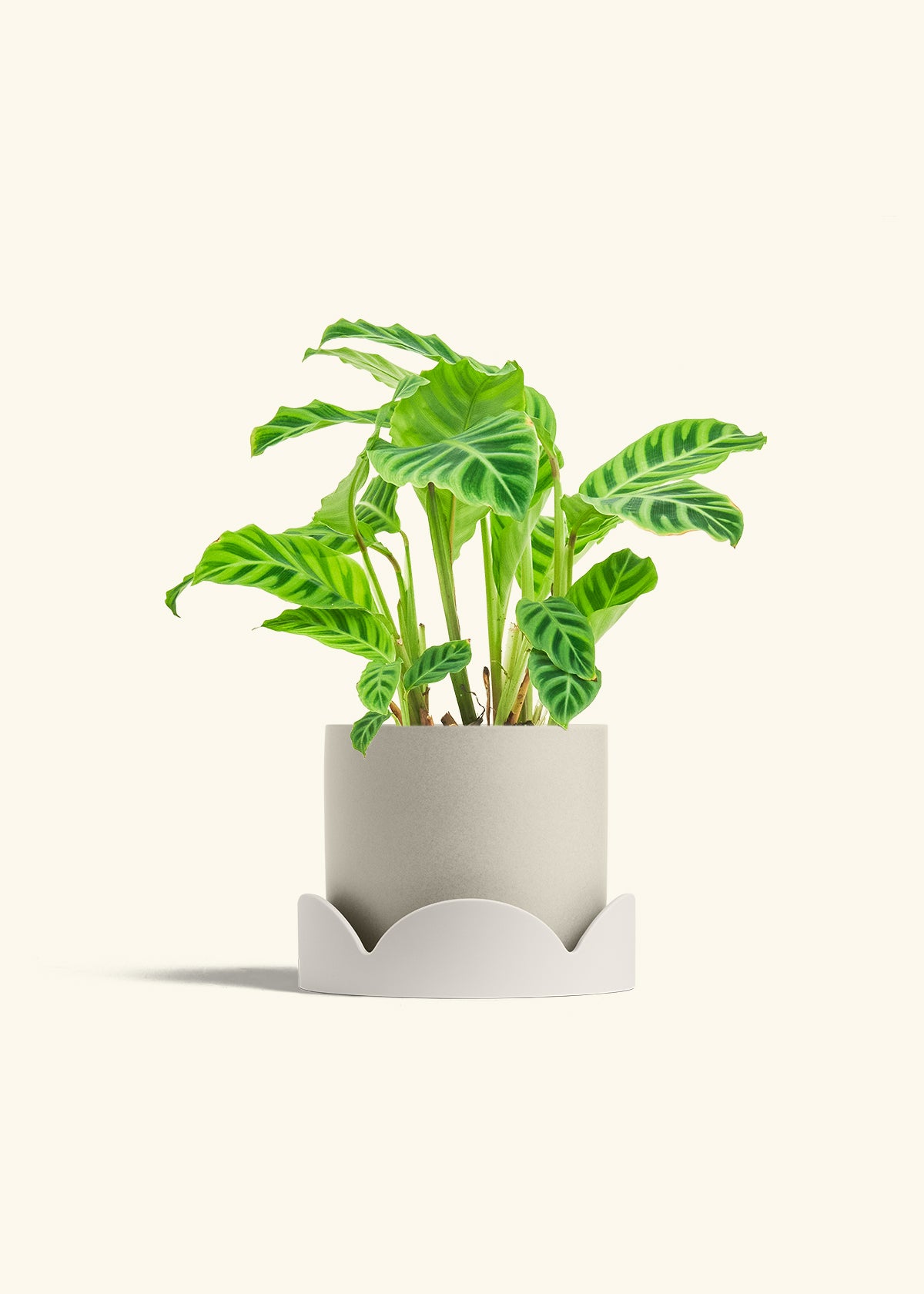 Zebra Calathea in a 6 inches Pink Classic Cylinder Planter in a Oat Petal Drip Tray