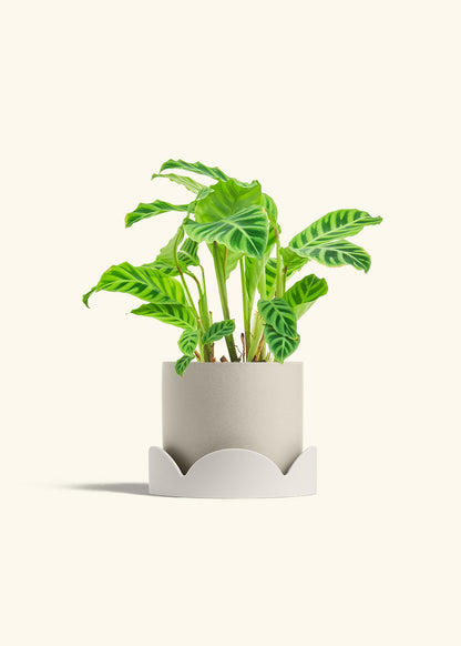 Zebra Calathea in a 6 inches Pink Classic Cylinder Planter in a Oat Petal Drip Tray