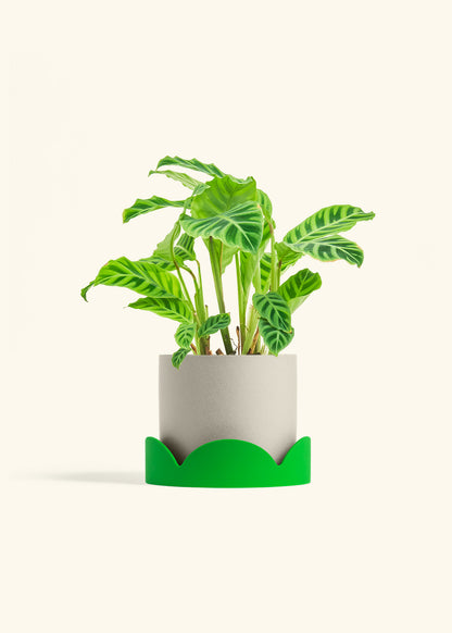 Zebra Calathea in a 6 inches Pink Classic Cylinder Planter in a Beech Wood Stand