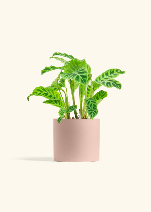 Zebra Calathea in a 6 inches Charcoal Classic Cylinder Planter 