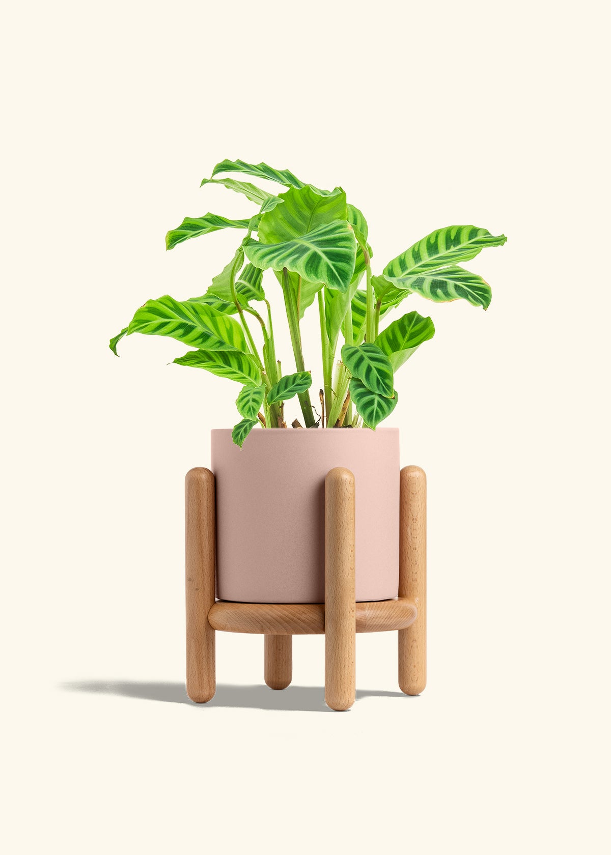 Zebra Calathea in a 6 inches Charcoal Classic Cylinder Planter in a Shamrock Petal Drip Tray