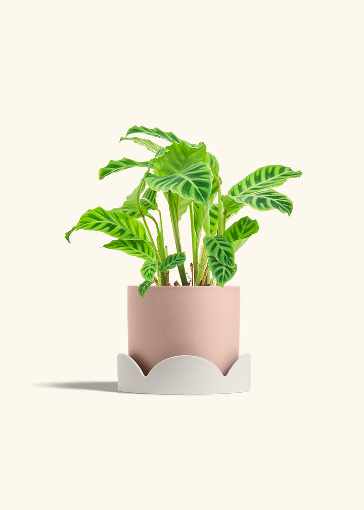 Zebra Calathea in a 6 inches Charcoal Classic Cylinder Planter in a Oat Petal Drip Tray