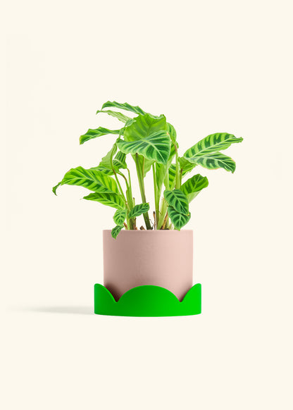 Zebra Calathea in a 6 inches Charcoal Classic Cylinder Planter in a Beech Wood Stand