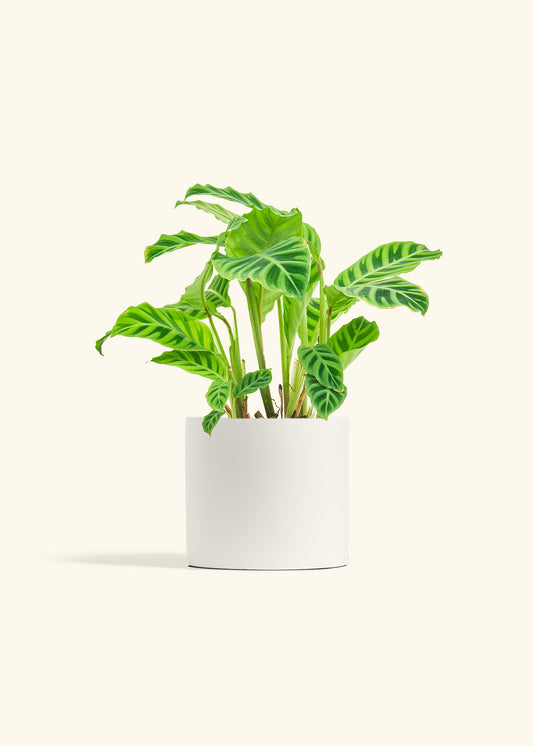 Zebra Calathea in a 6 inches Oat Classic Cylinder Planter 