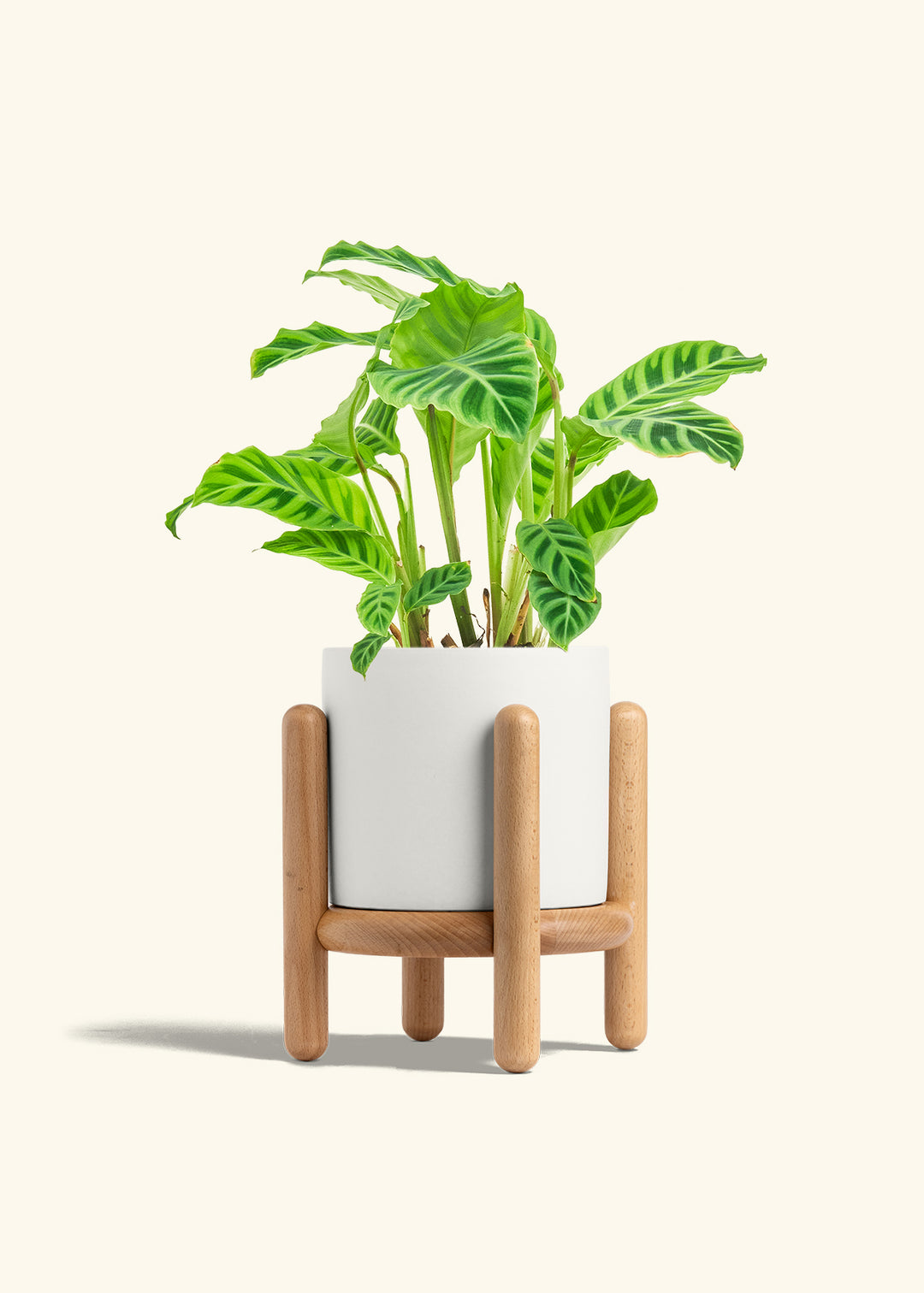 Zebra Calathea in a 6 inches Oat Classic Cylinder Planter in a Shamrock Petal Drip Tray
