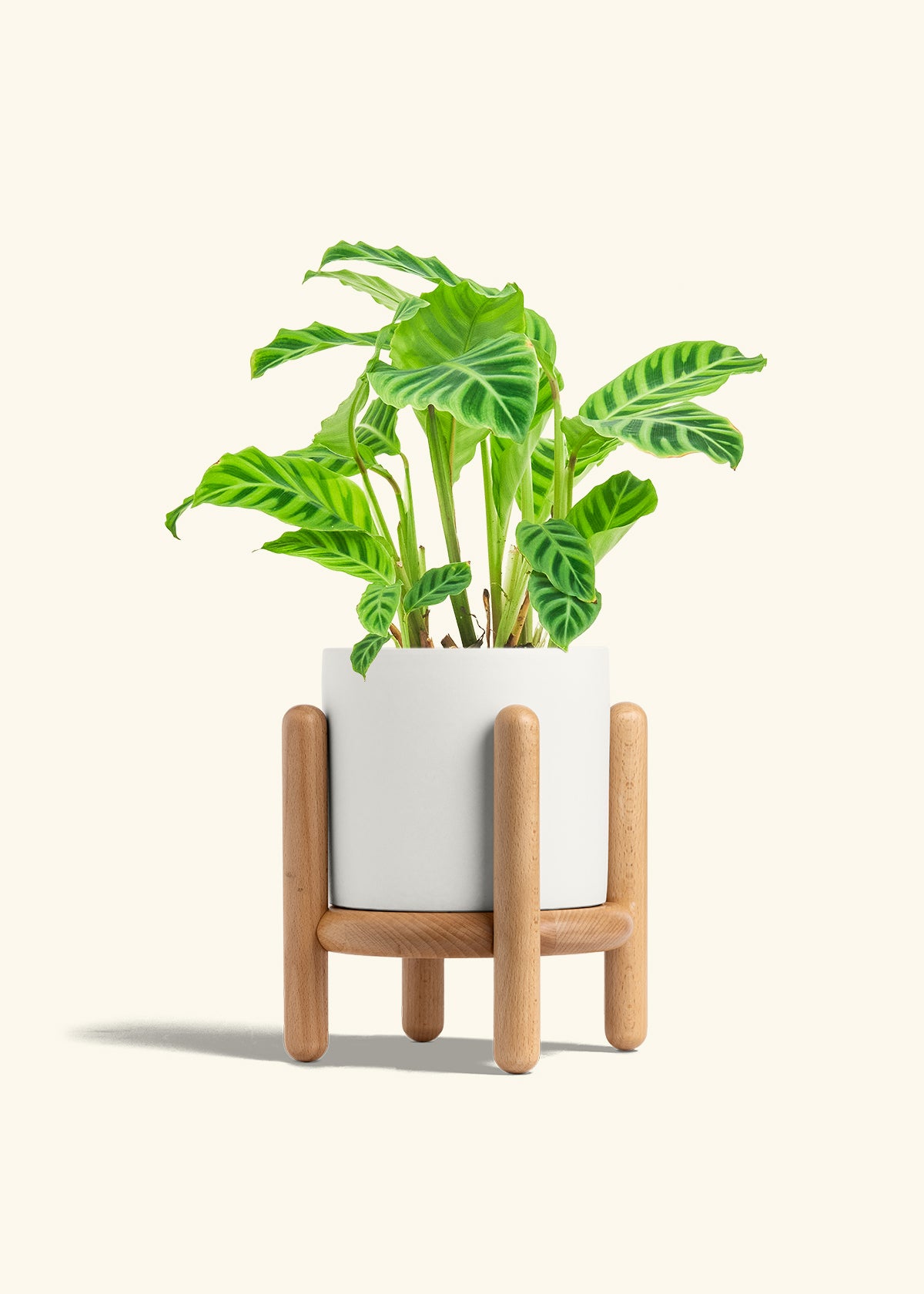 Zebra Calathea in a 6 inches Oat Classic Cylinder Planter in a Shamrock Petal Drip Tray