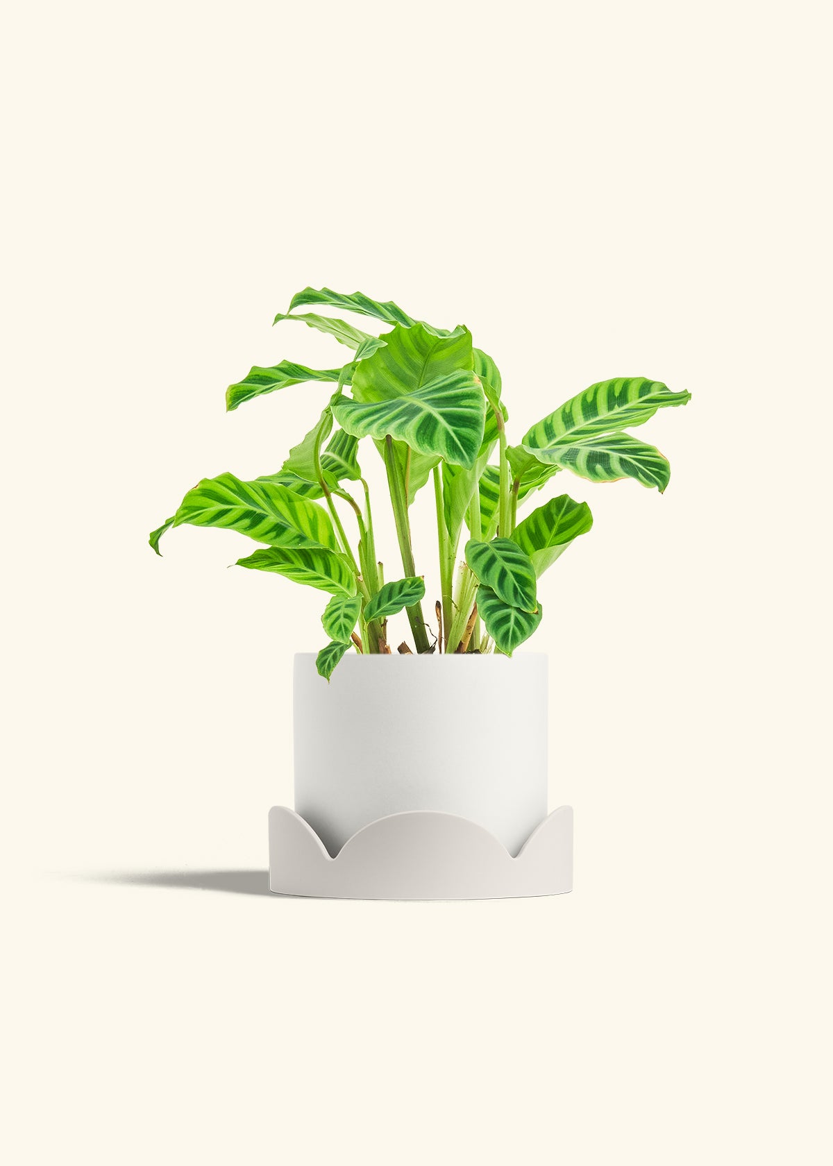 Zebra Calathea in a 6 inches Oat Classic Cylinder Planter in a Oat Petal Drip Tray
