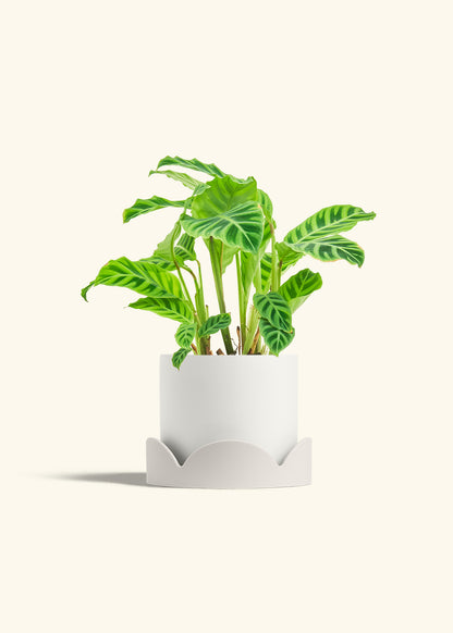 Zebra Calathea in a 6 inches Oat Classic Cylinder Planter in a Oat Petal Drip Tray