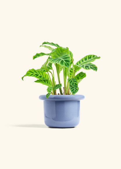 Zebra Calathea in a 6 inches Fat Lip Blue Planter 