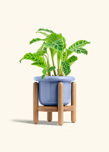 Zebra Calathea in a 6 inches Fat Lip Blue Planter in a Beech Wood Stand