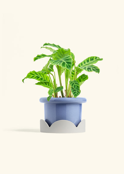 Zebra Calathea in a 6 inches Fat Lip Blue Planter in a Oat Petal Drip Tray