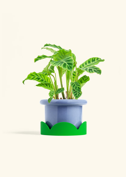 Zebra Calathea in a 6 inches Fat Lip Blue Planter in a Shamrock Petal Drip Tray