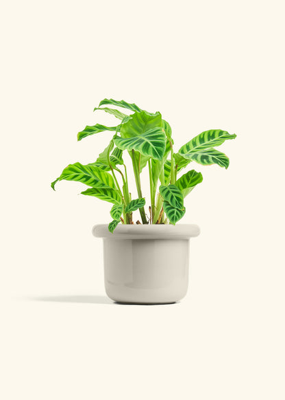 Zebra Calathea in a 6 inches Fat Lip Oat Planter 