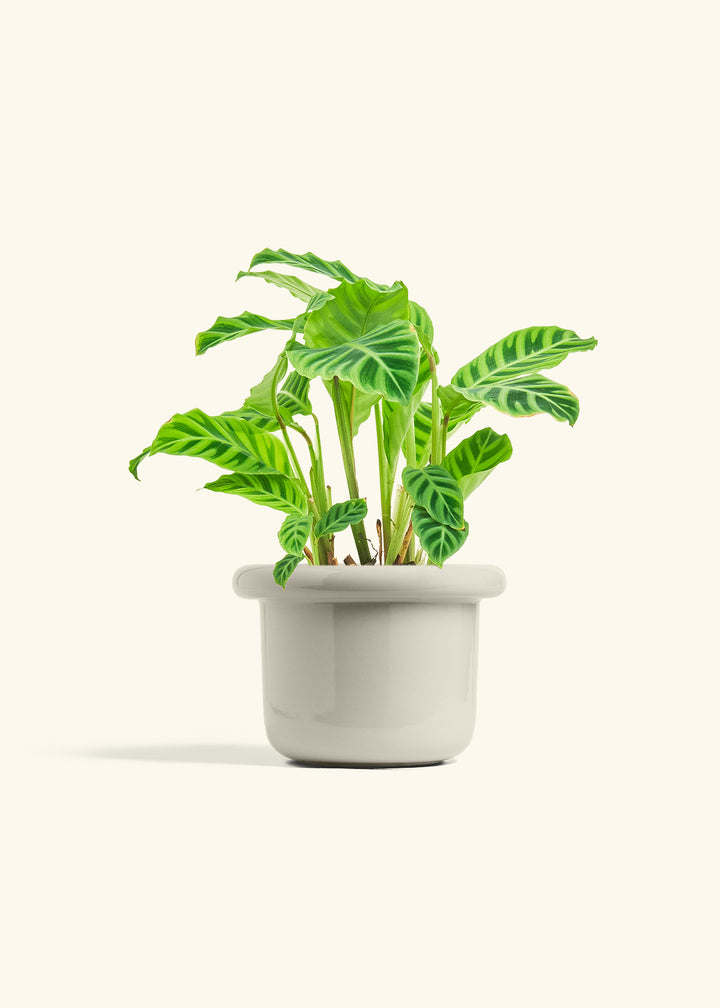 Zebra Calathea in a 6 inches Fat Lip Oat Planter 