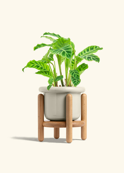 Zebra Calathea in a 6 inches Fat Lip Oat Planter in a Beech Wood Stand