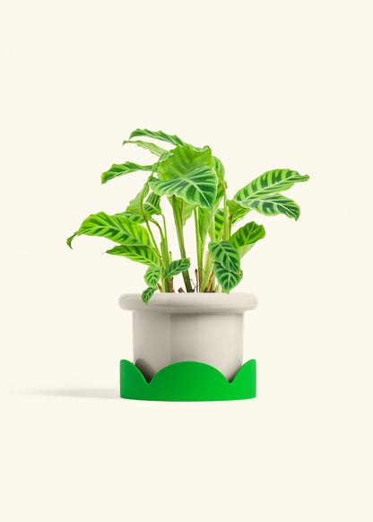Zebra Calathea in a 6 inches Fat Lip Oat Planter in a Shamrock Petal Drip Tray