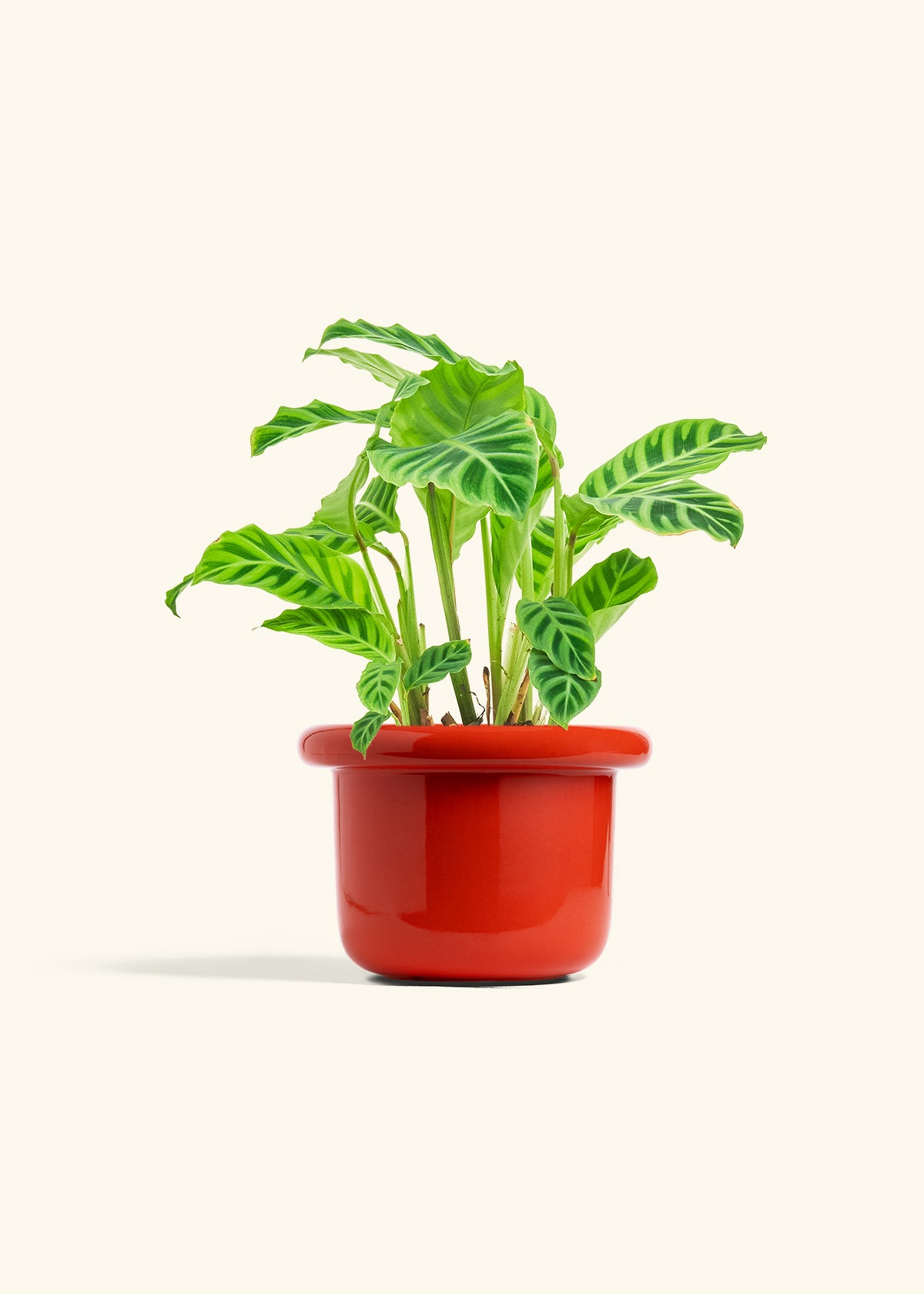 Zebra Calathea in a 6 inches Fat Lip Red Planter 