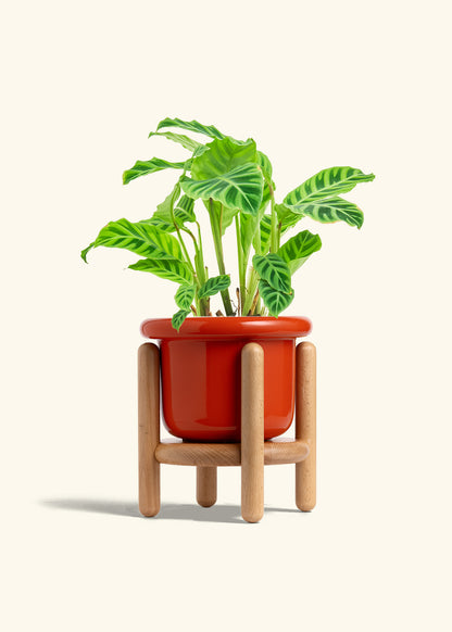 Zebra Calathea in a 6 inches Fat Lip Red Planter in a Beech Wood Stand