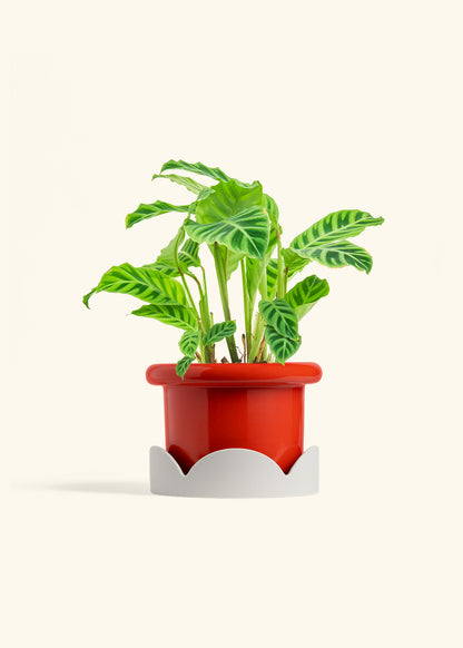 Zebra Calathea in a 6 inches Fat Lip Red Planter in a Oat Petal Drip Tray