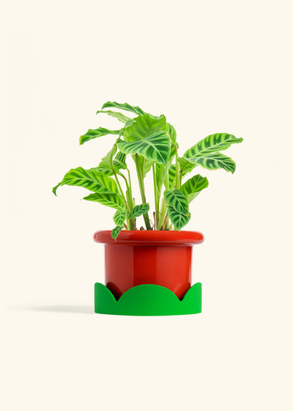 Zebra Calathea in a 6 inches Fat Lip Red Planter in a Shamrock Petal Drip Tray
