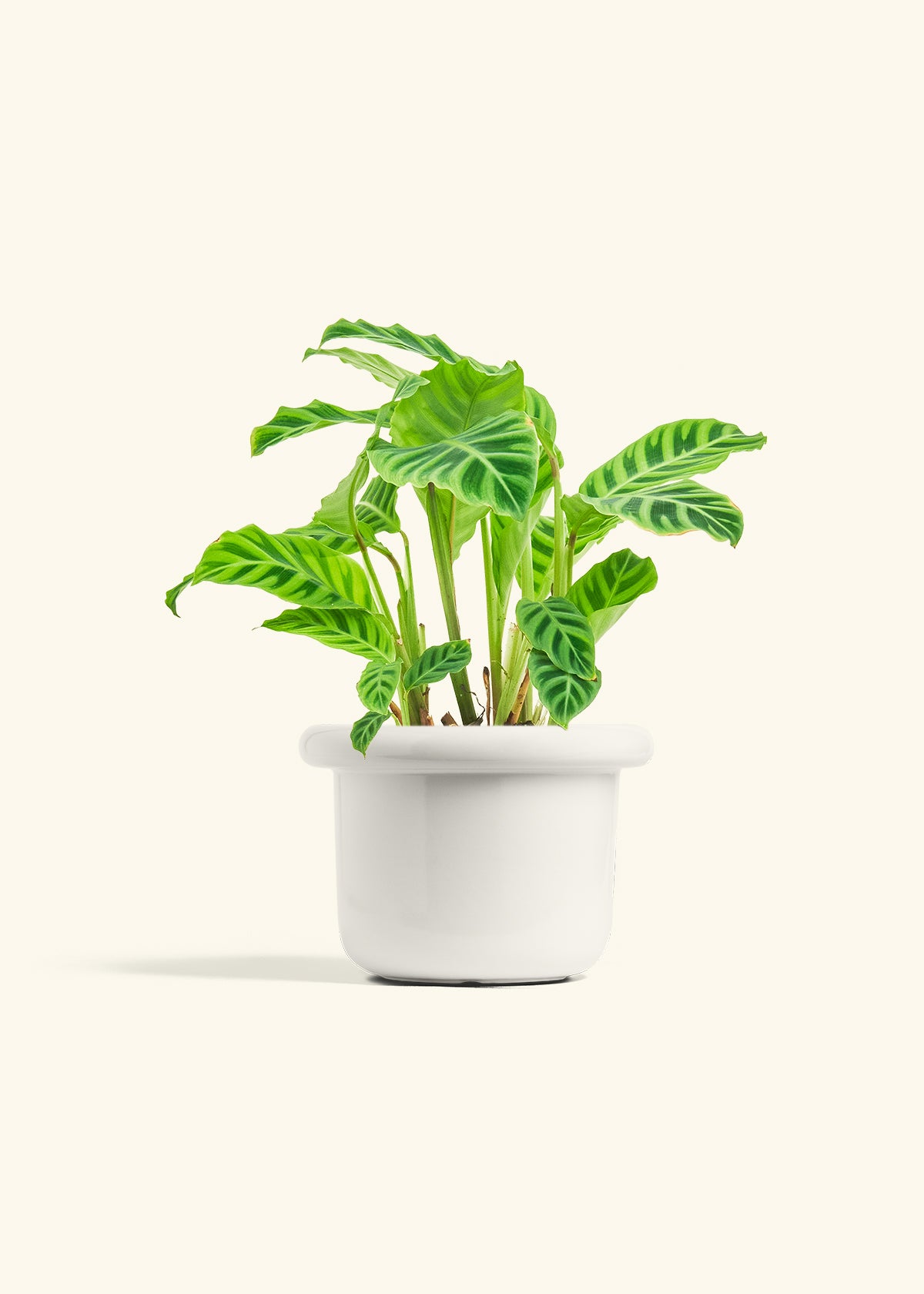 Zebra Calathea in a 6 inches Fat Lip White Planter 