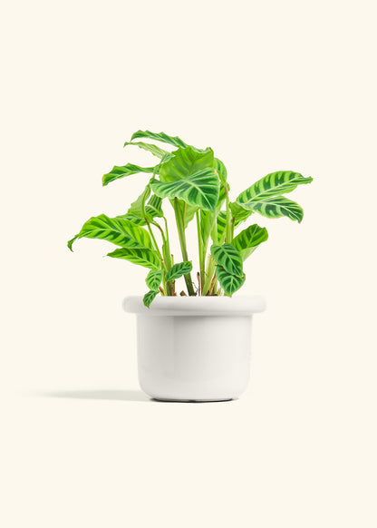Zebra Calathea in a 6 inches Fat Lip White Planter 