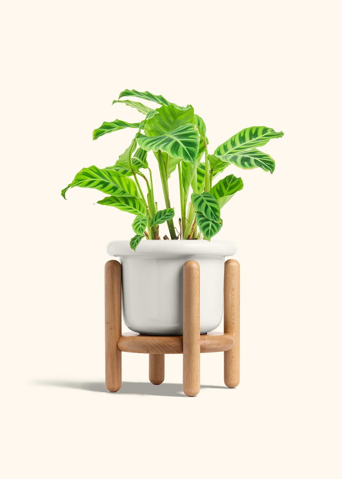 Zebra Calathea in a 6 inches Fat Lip White Planter in a Beech Wood Stand